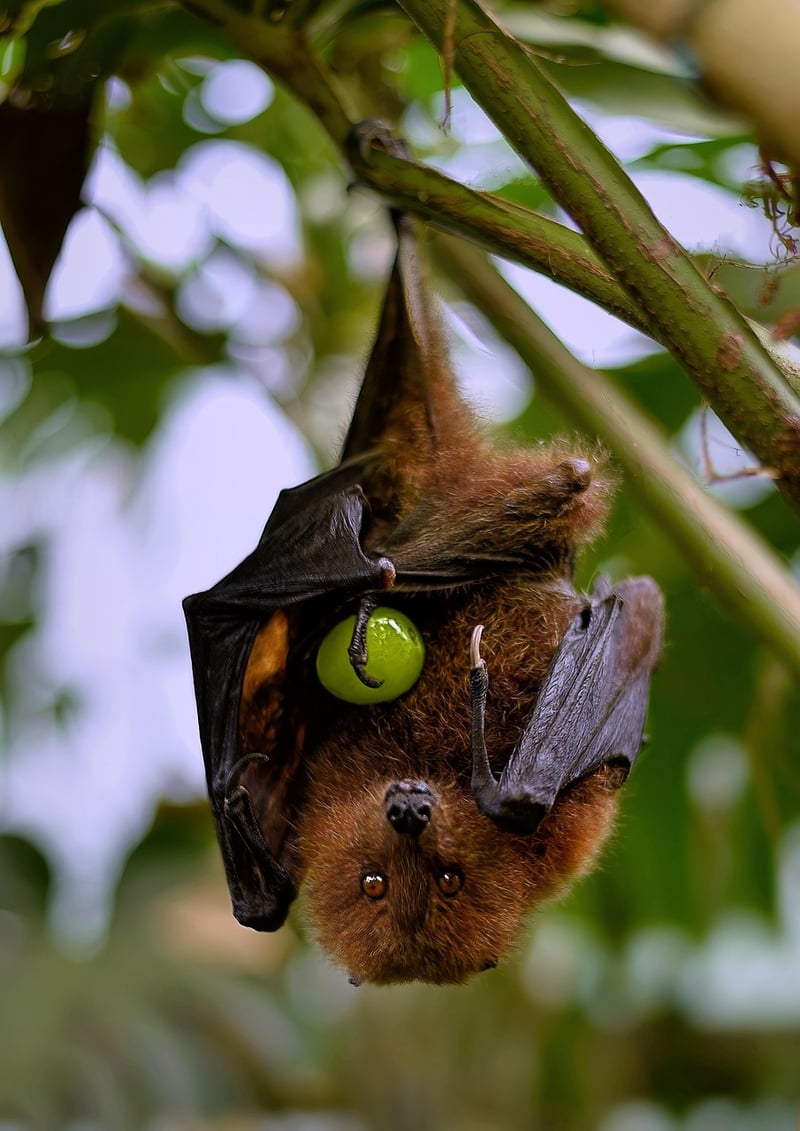 Black Bat Flower